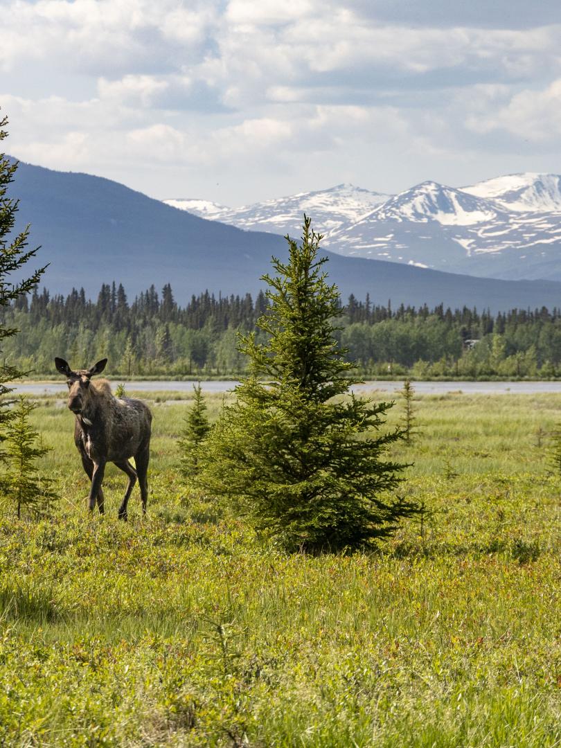 A moose wanders through the boreal forest with snow capped mountains