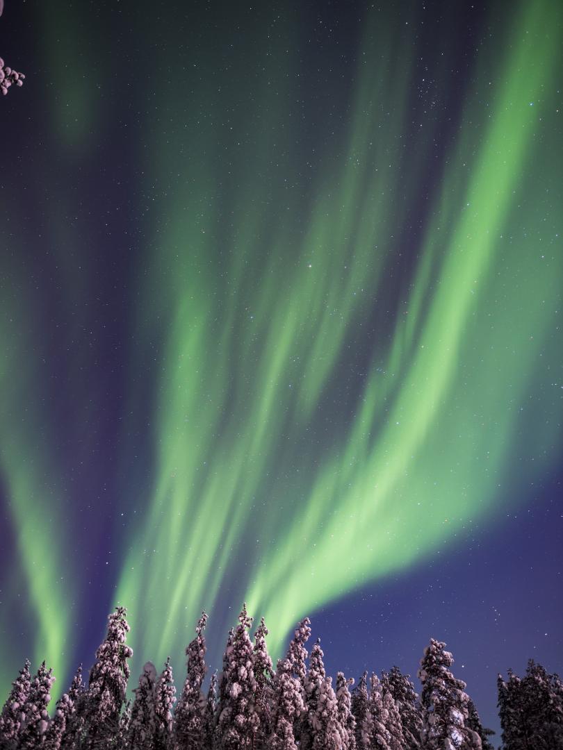 Aurora Borealis over snow covered trees