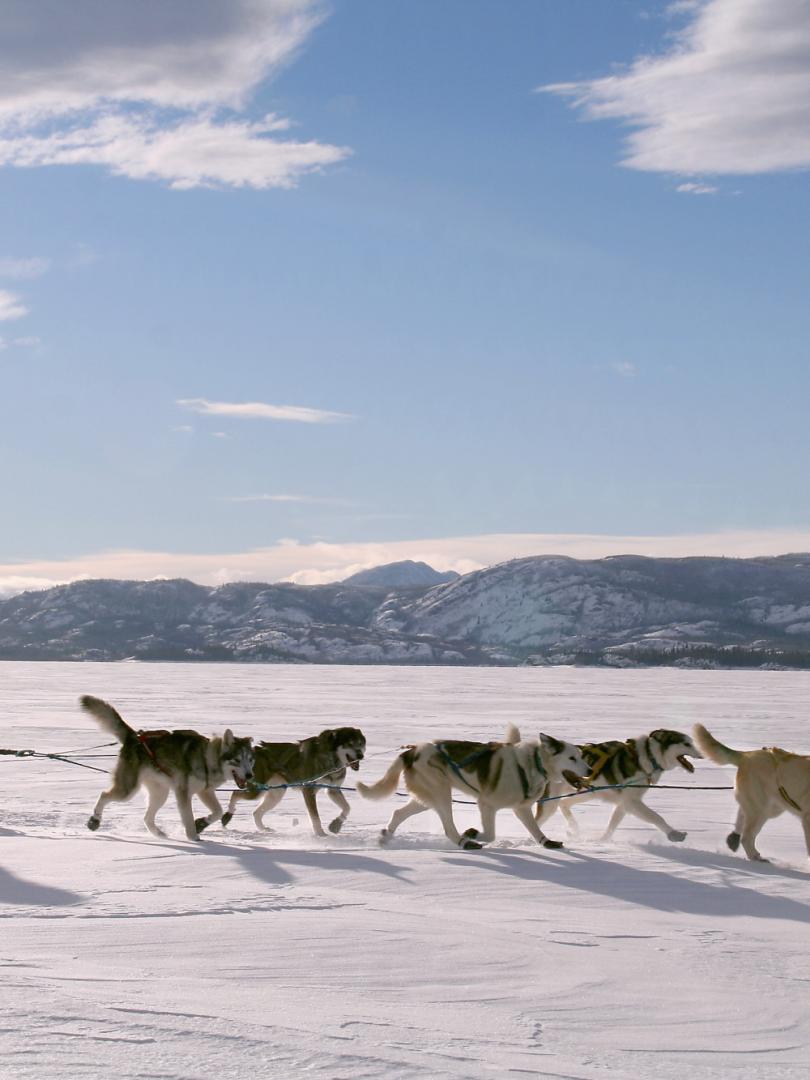 An adventure with Huskies