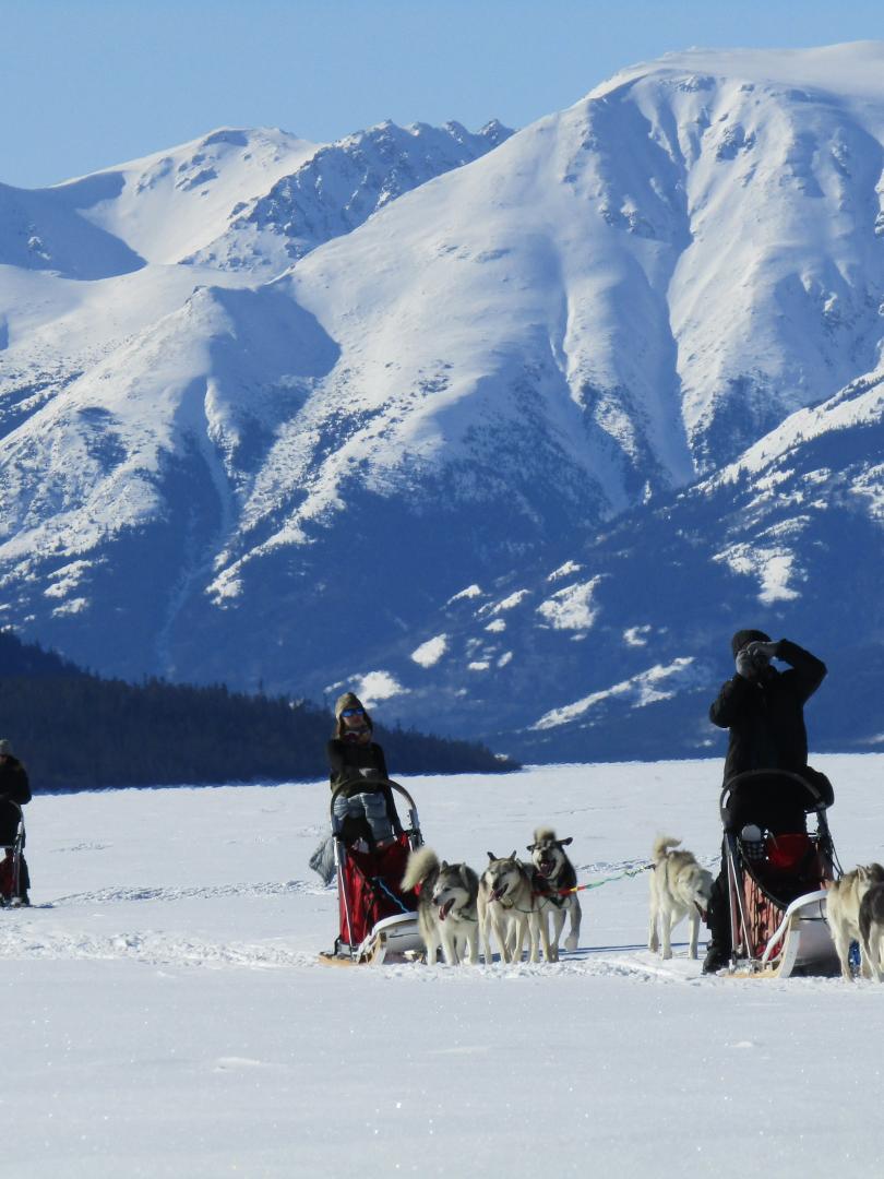Half day dog sledding