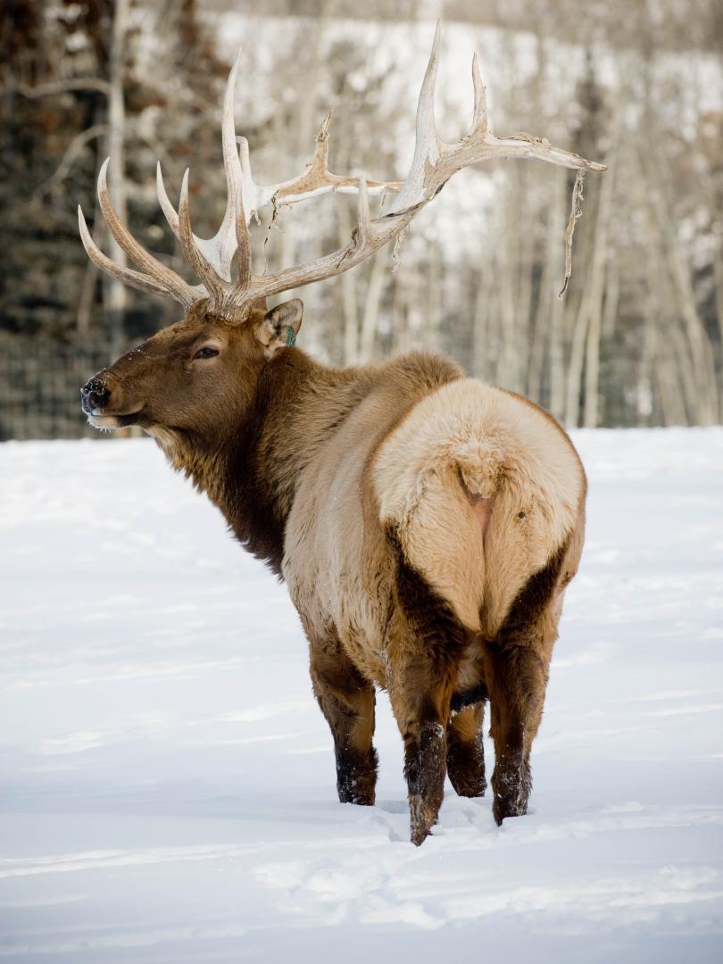 Yukon Wildife Preserve, elk