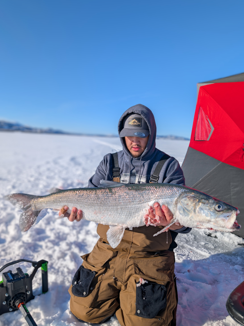 A person kneeling on a frozen lake, holding a large freshly caught inconnu while ice fishing beside a red shelter under a clear blue sky