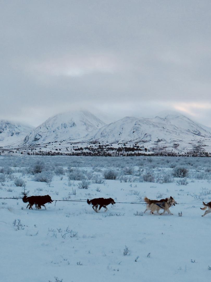 Mushing through empty landscaped 