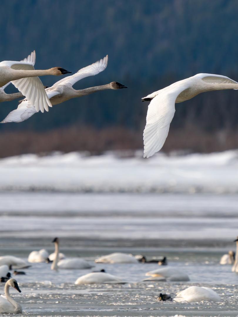 Trumpeter-swans-at-swan-haven