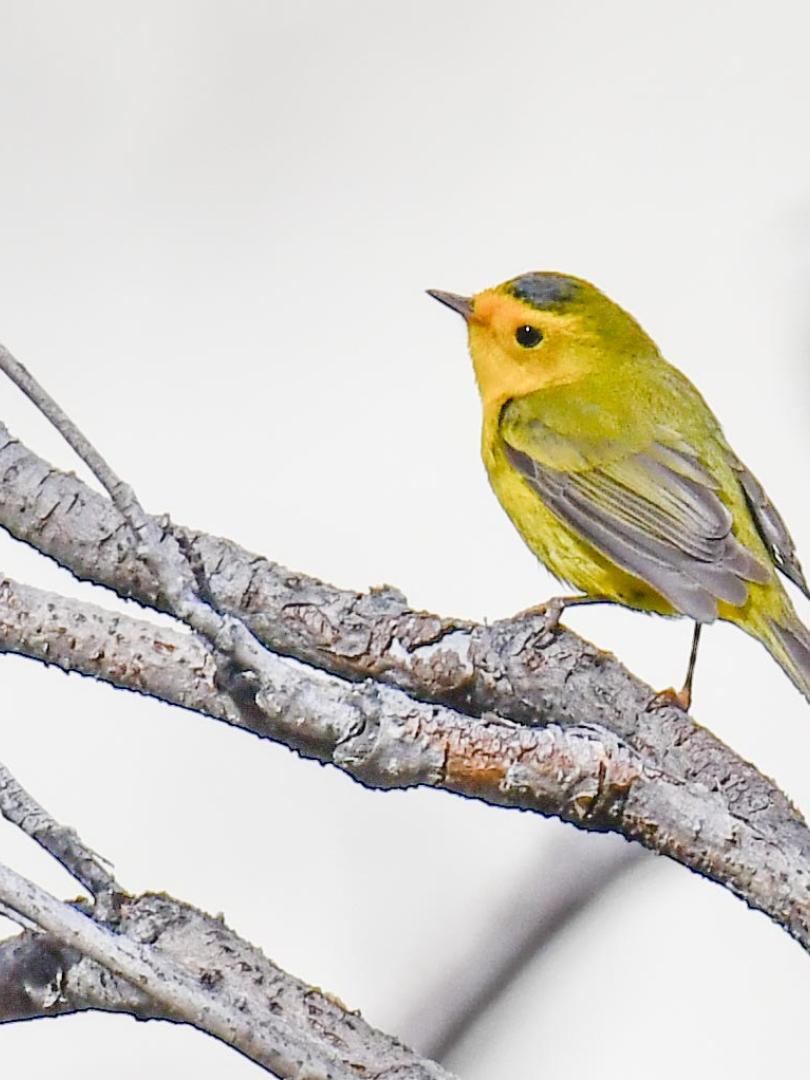Yellow bird on branch. 