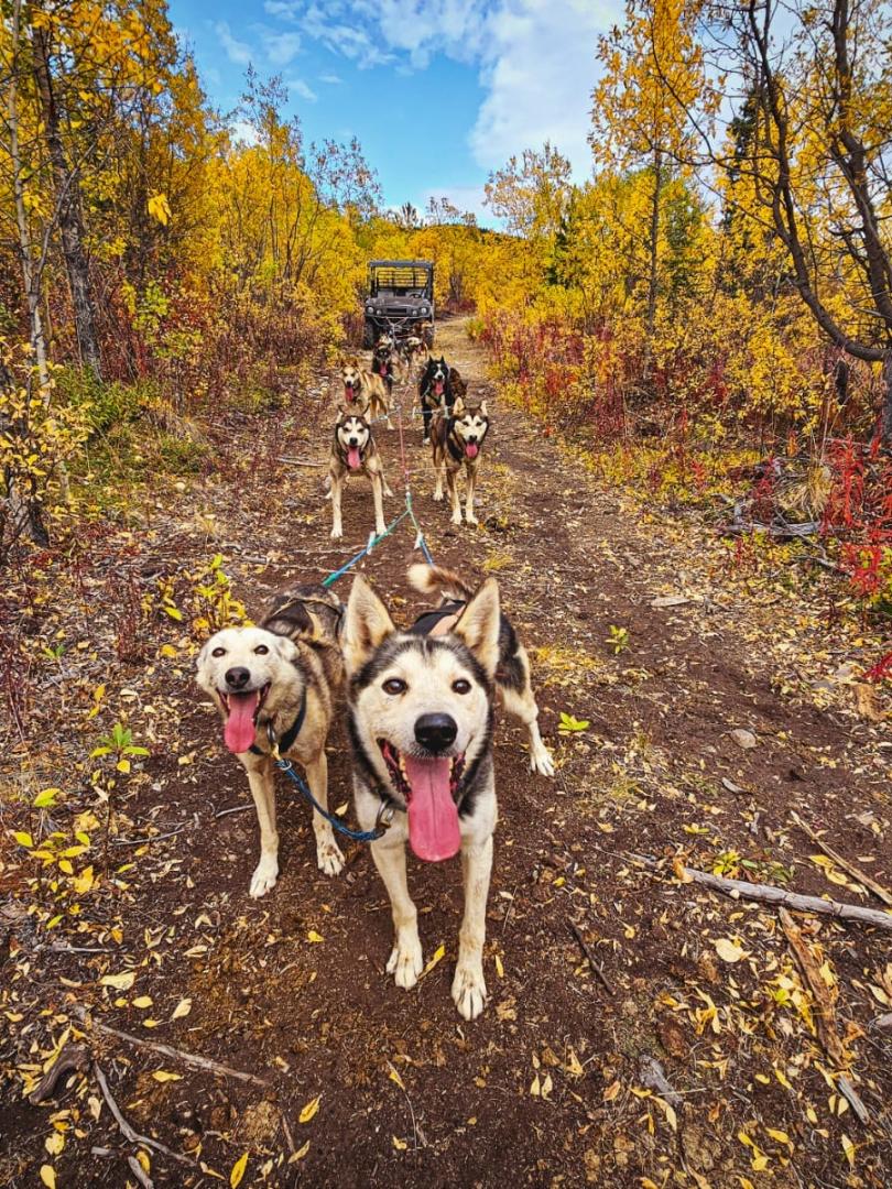 Amazing Lead Dogs 