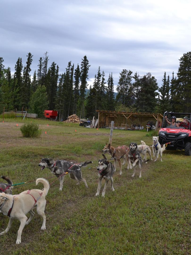 A 12 dog team runs in front the ATV