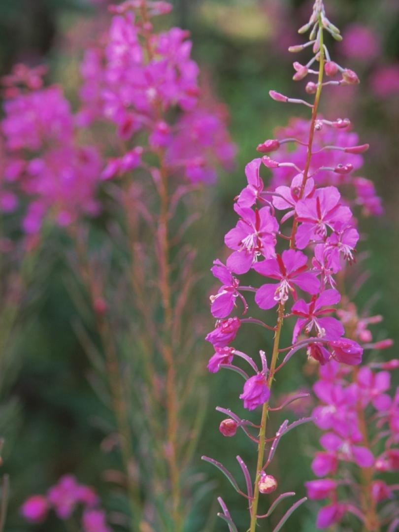 Yukon Wildflowers
