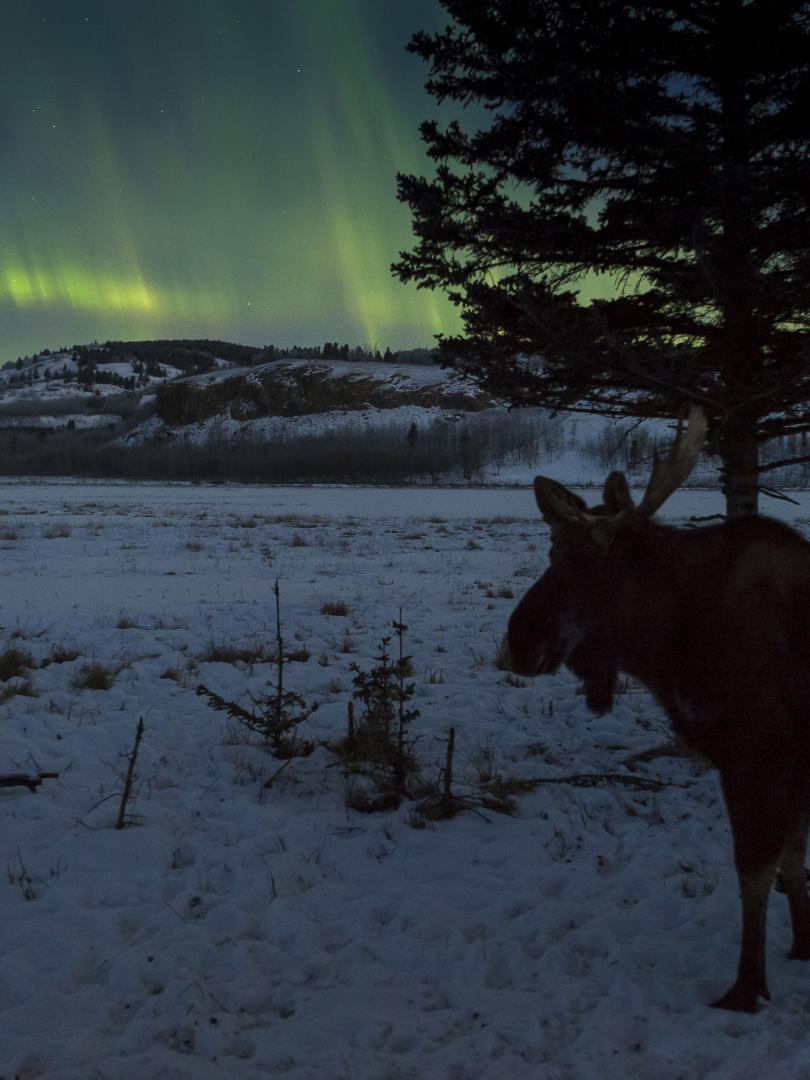 Auroras & Moose
