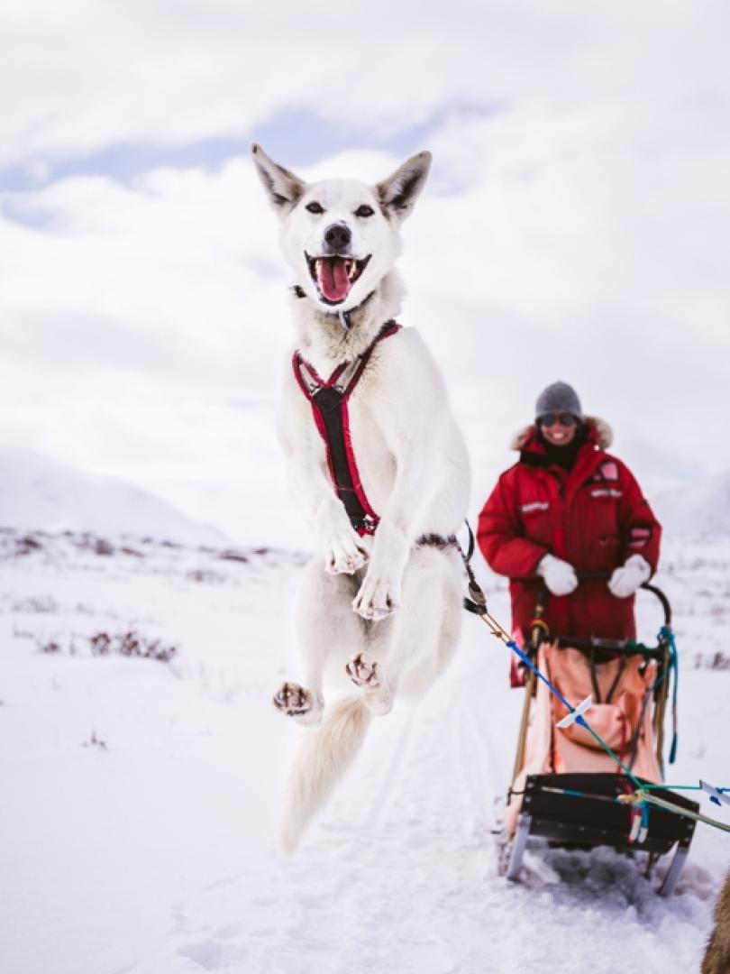 Husky Jumping!_0.jpg