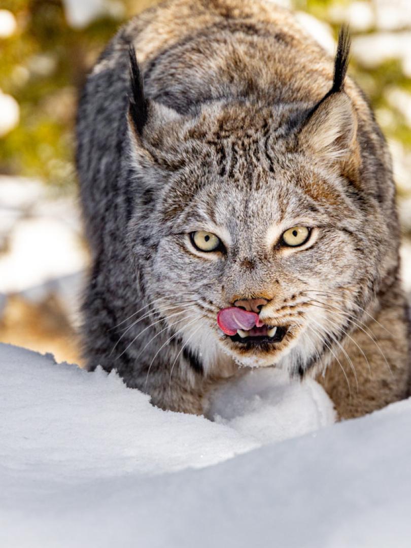 IMG_3087 - lynx in snow no crop - sm.jpg