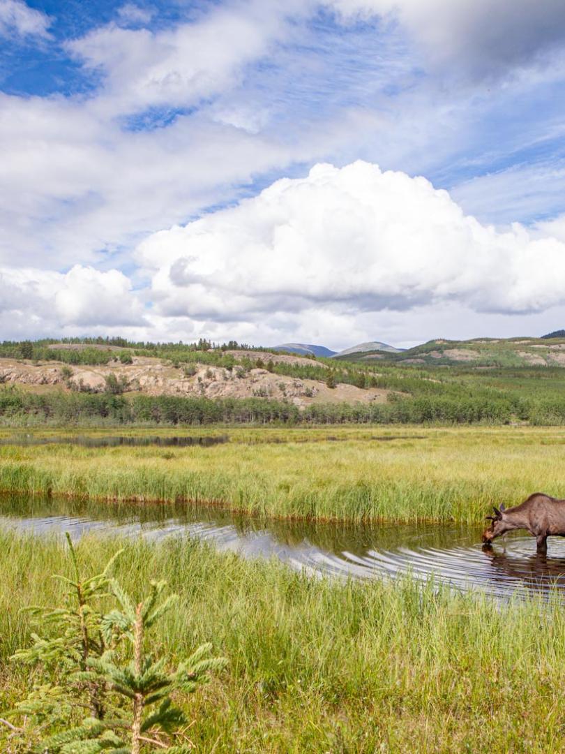 _MG_0614 - bioblitz moose_0.jpg