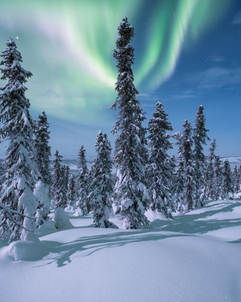 northern lights among tall, skinny, snowy trees