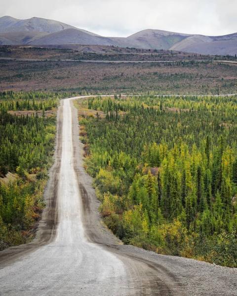 Dempster highway winds through evergreen trees
