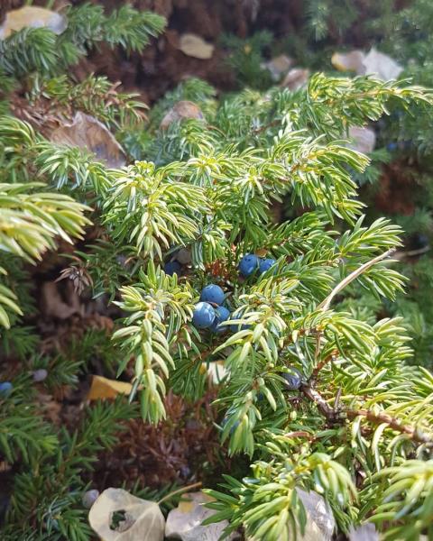 Bright blue juniper berries