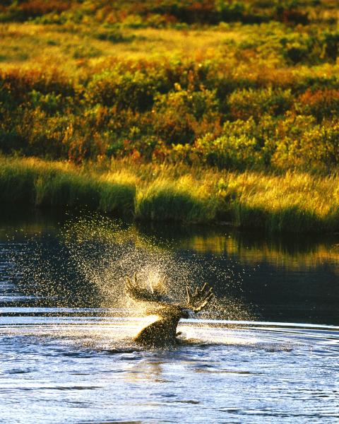 Moose shakes water off its antlers in a river