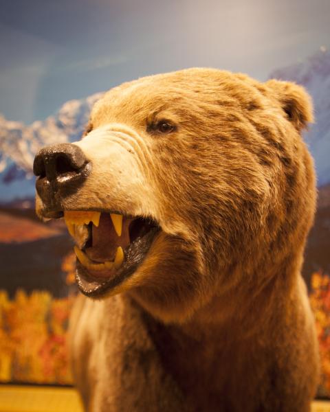 A taxidermy brown bear has its mouth open