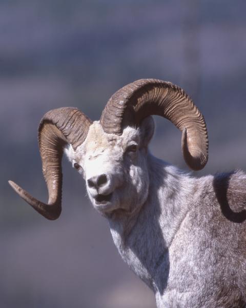 A dall sheep looks directly at the camera