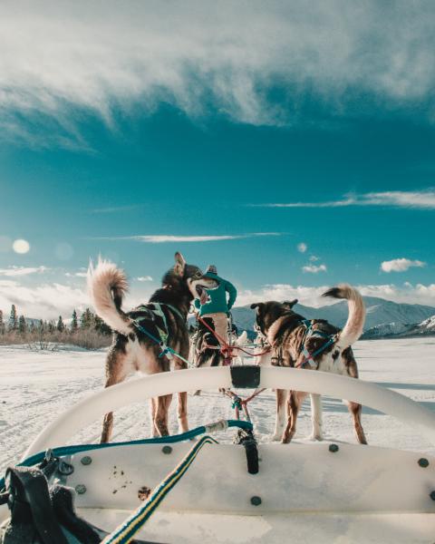 The view from a dogsled with the team in front
