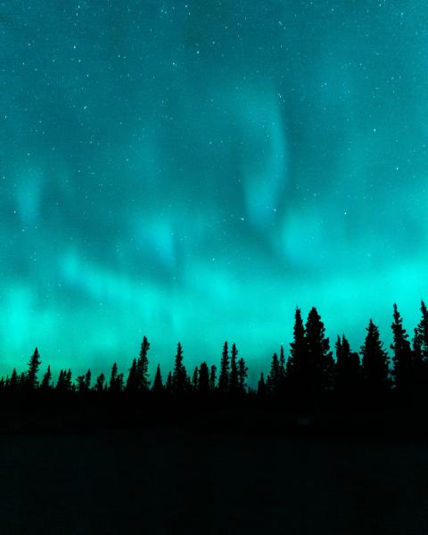 Trees stand below the aurora borealis