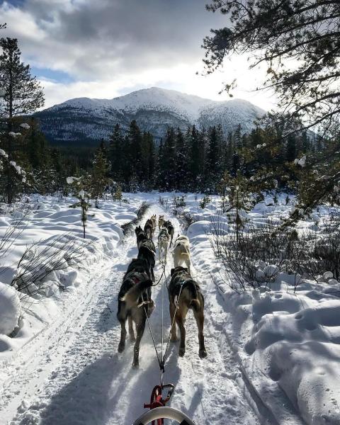 Dogs pull a sled toward a snowy mountain