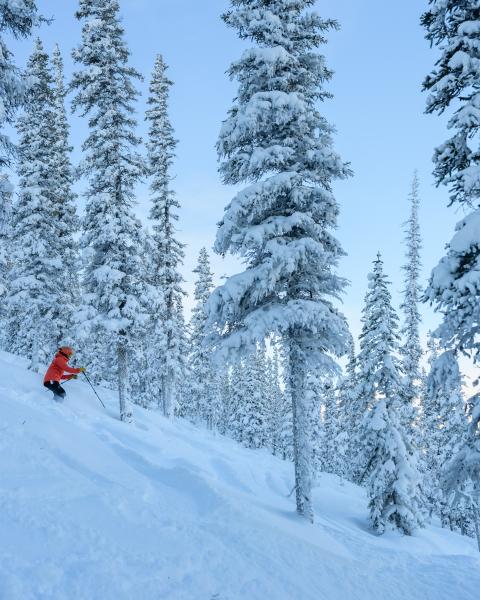 Downhill skiing in fresh powder at Mount Sima