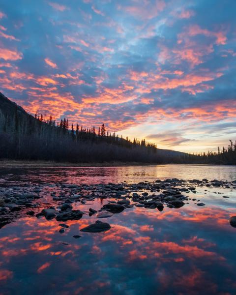 Grizzly fishing for salmon with a sunset in the background