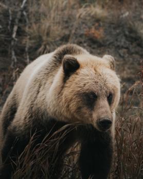 Bear