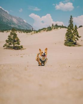 A corgi runs through a small desert under a blue sky