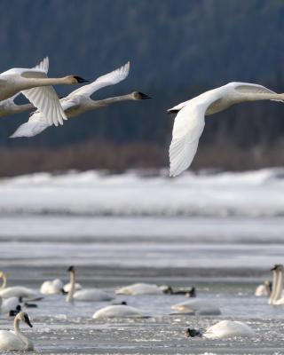 Swans take flight over the snowy banks of a large lake