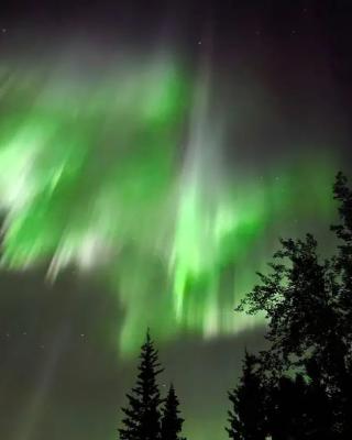 Green lights shine over the forest