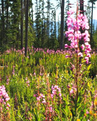 Fireweed in bloom