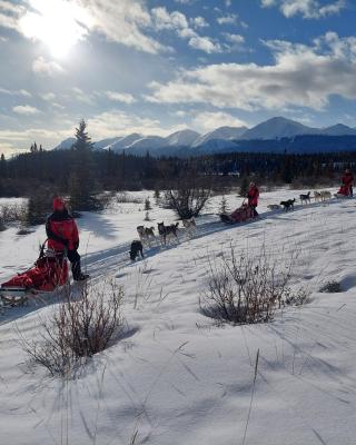 half day dog sledding tour