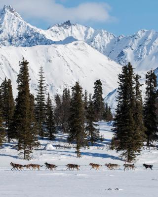 Dog sledding across a frozen lake