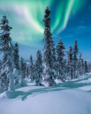 Aurora in the snowy forest
