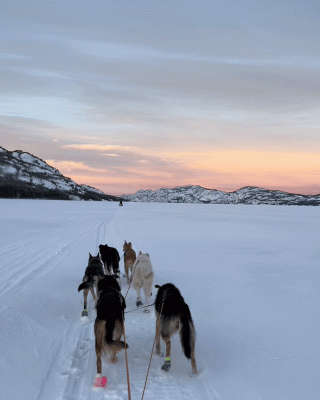 Dog team mushing on Lake Laberge, Whitehorse, Yukon