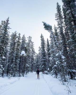 A skier on the tracks at Mt Mac Whitehorse Nordic Ski Centre surrounded by wintry trees