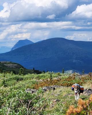  a Husky with a pack in a mountain scenery