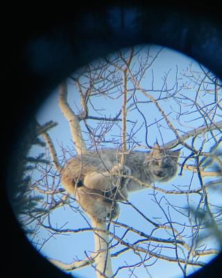 lynx widlife tree
