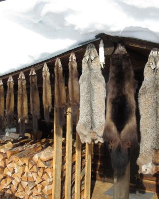 Marten, lynx and wolverine furs hanging on our cabin's roof