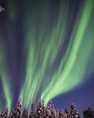 Aurora Borealis over snow covered trees
