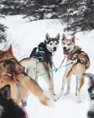 Happy dogs! 