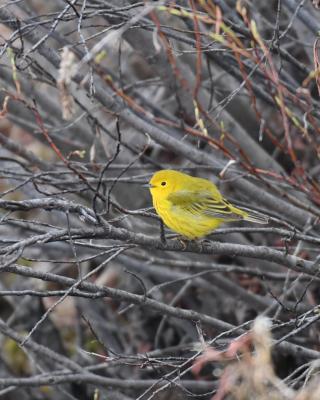 yellow bird stitting on brown branches