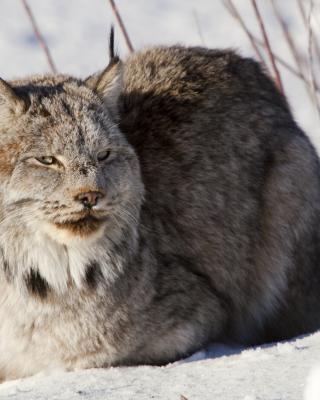 Winter magic at the Wildlife Preserve