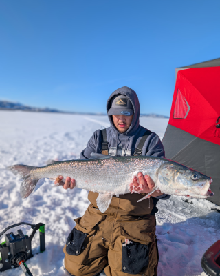 A person kneeling on a frozen lake, holding a large freshly caught inconnu while ice fishing beside a red shelter under a clear blue sky