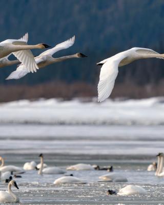 Trumpeter-swans-at-swan-haven