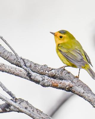 Yellow bird on branch. 