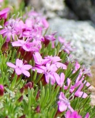 Yukon Wildflowers