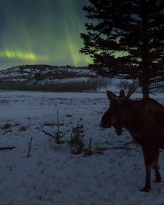 Auroras & Moose