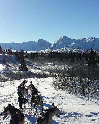 Dog team pulls a sled on a snowy trail